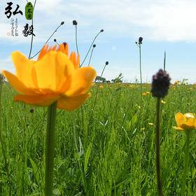 【弘毅六不用生态农场】金莲花  30 g/份