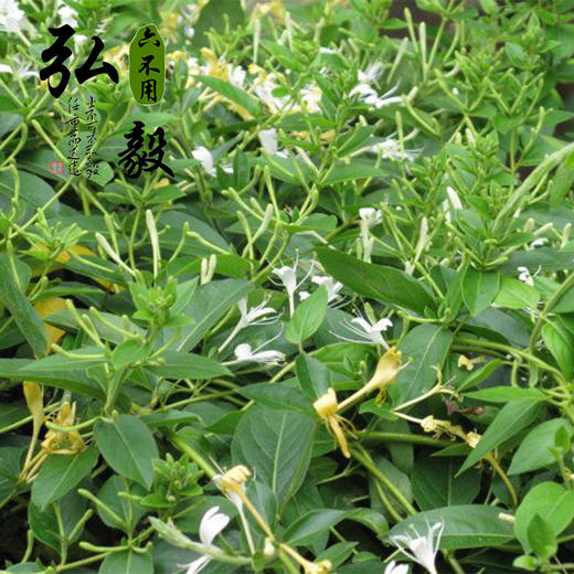 【弘毅六不用生态农场】六不用金银花  50克 三份包邮 商品图1