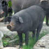 弘毅六不用生态农场沂蒙黑山猪3斤/份默认顺丰其它快递联系客服 商品缩略图2