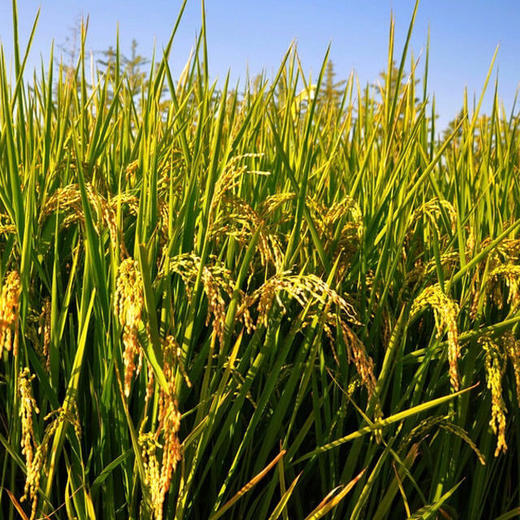 平浪 | 凯口野香优 稻花香生态新米 散装5斤/10斤 商品图1