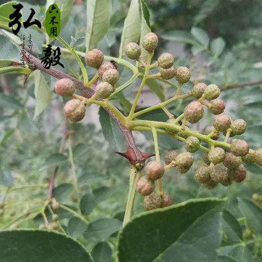 【弘毅六不用生态农场】六不用干花椒 150克/份 山东包邮 商品图2