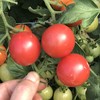 【四川攀枝花露天小番茄】小番茄甜贝贝、高山露天种植、雨露均沾、酸甜可口、爆汁爽口 商品缩略图4