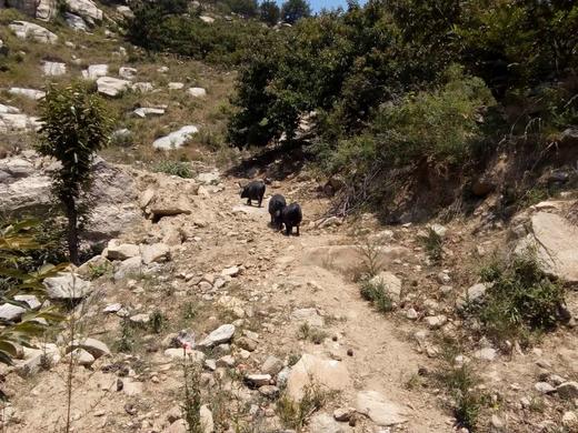 弘毅六不用生态农场沂蒙黑山猪3斤/份默认顺丰其它快递联系客服 商品图3