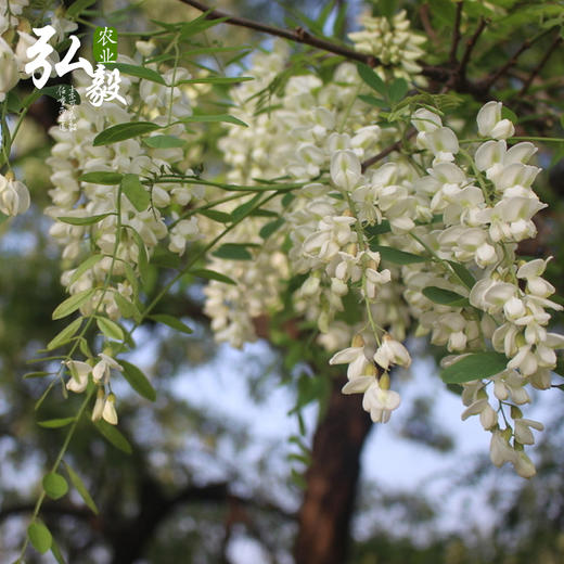 【弘毅六不用生态农场】生态养殖  槐花蜜 洋槐蜜 500g/瓶 商品图4
