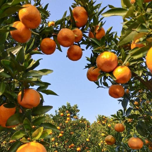 长阳清江椪柑 商品图4