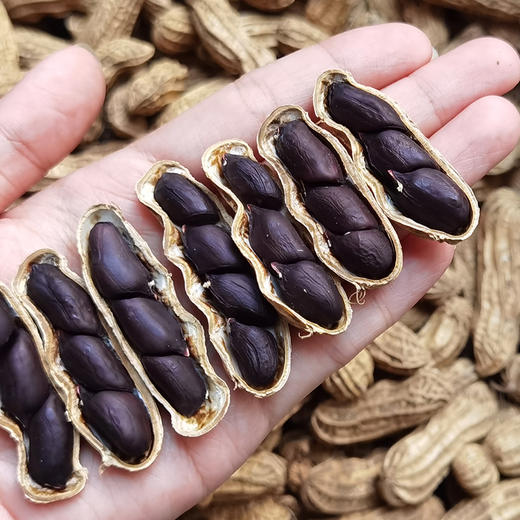 西双版纳黑花生500g |  黑皮白肉 饱满厚实 脆而不硬 花青素满满 口口留香 商品图2
