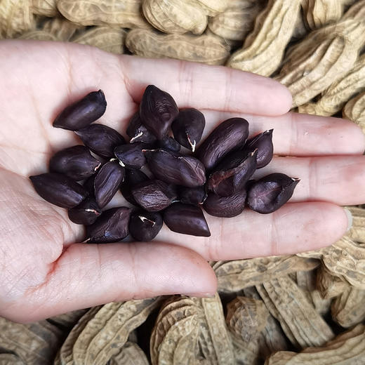 西双版纳黑花生500g |  黑皮白肉 饱满厚实 脆而不硬 花青素满满 口口留香 商品图3