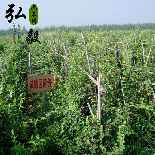 【弘毅六不用生态农场】金银花55元/份 50克 商品图4