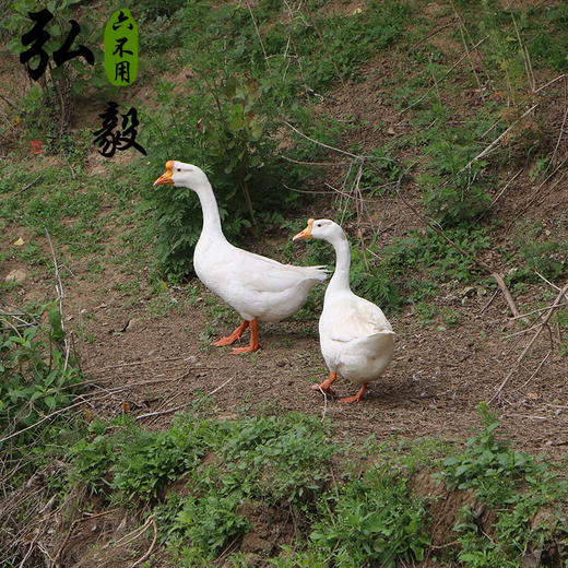 生态散养大白鹅 6斤/份 以实际重为准 联系客服多退少补 商品图2