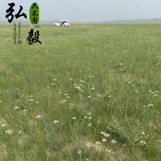 【弘毅六不用生态农场】内蒙古草原 野韭菜花酱 200g/份 商品图3