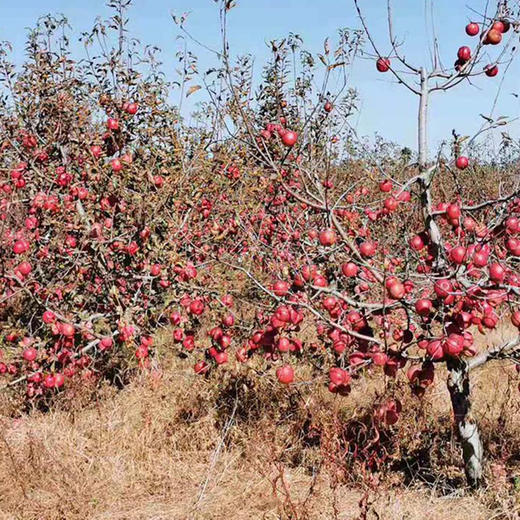 有机寒富苹果5斤  营养丰富 酸甜可口 商品图2