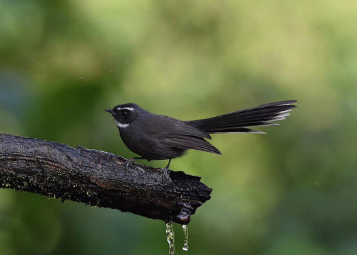 【云南百花岭】高黎贡山鸟类拍摄7天摄影团 商品图5