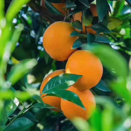 【限量秒杀】正宗赣南脐橙高山果老树脐橙 10斤/20斤装 玲珑果（带箱）德邦快递  2025年赣南脐橙协会地标证明千万级绿萌机器选果非人工盲选（因为看不到果肉里面的品质和糖酸度比） 商品图12