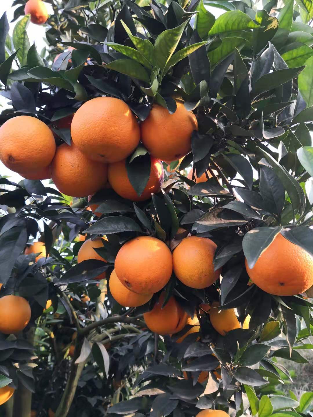 广西老树纽荷尔中大果脐橙 全国包邮