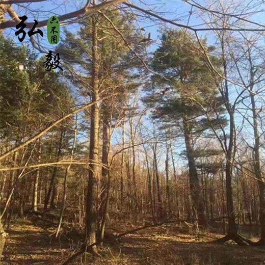 【弘毅六不用生态农场】松子 来自长白山 松子 商品图3