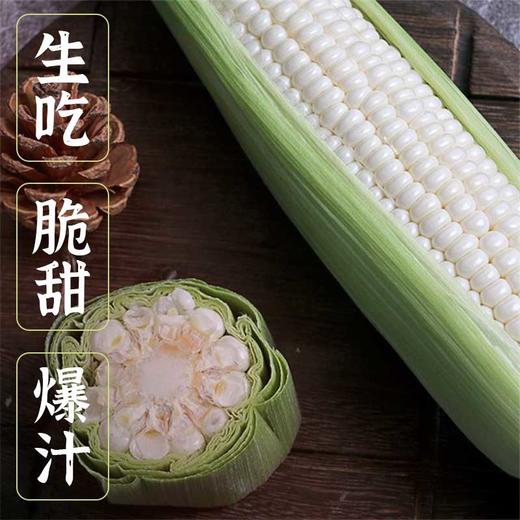 牛奶爆浆水果玉米(6根)【社群】