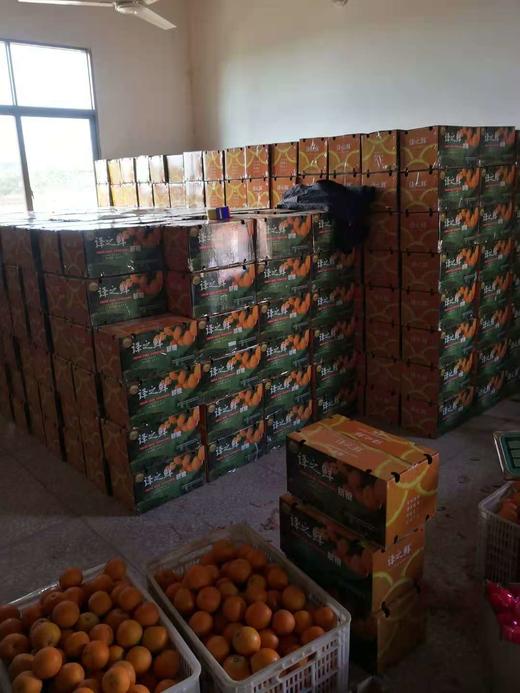 广西老树纽荷尔中大果脐橙 全国包邮 商品图6