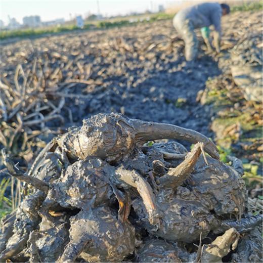 丨生态丨新鲜茨菇 莲藕 荸荠（马蹄）可以单买，可以混搭  水八仙基地 商品图2