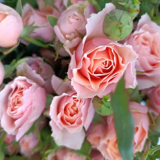 昆明玫瑰宝贝爱人多头10支扎a级