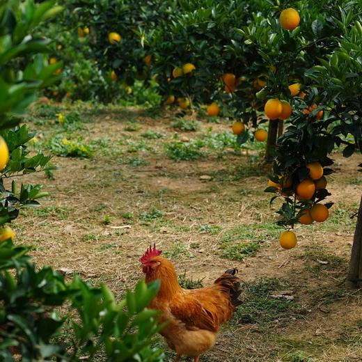 【限量秒杀】正宗赣南脐橙高山果老树脐橙 10斤/20斤装 玲珑果（带箱）德邦快递  2025年赣南脐橙协会地标证明千万级绿萌机器选果非人工盲选（因为看不到果肉里面的品质和糖酸度比） 商品图6