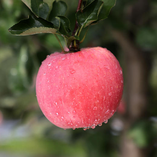 果园直销富硒红富士爆甜精品包装泡沫礼盒红富士新鲜苹果水果带箱9.5-10斤装偏远不发 商品图8