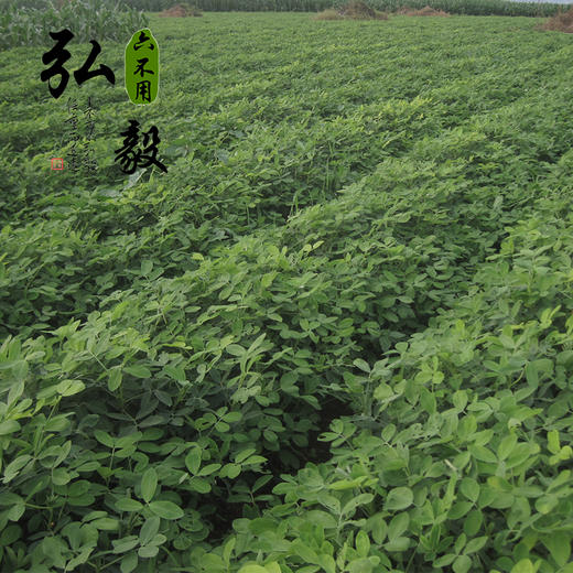 【弘毅六不用生态农场】花生酱 六不用原料 200克/份 商品图3