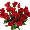 红玫自由 商品缩略图0