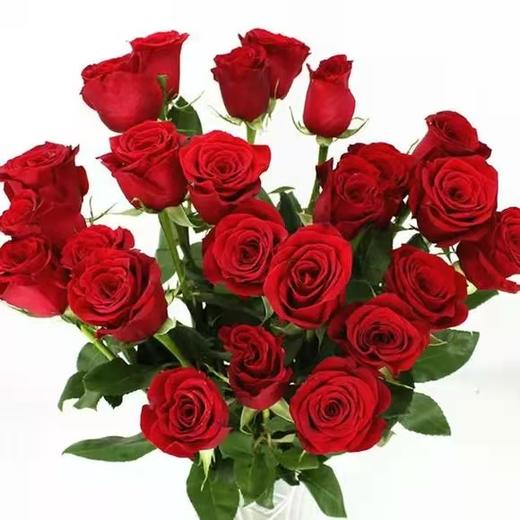 红玫自由 商品图0