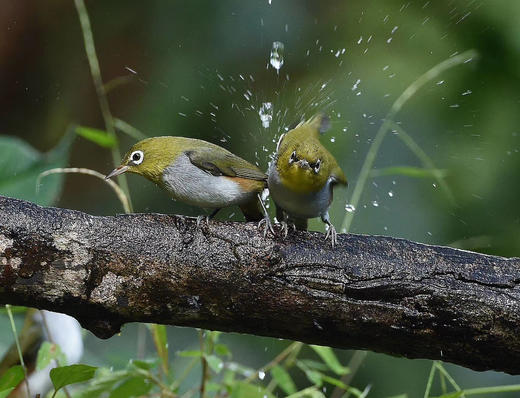 【云南百花岭】高黎贡山鸟类拍摄7天摄影团 商品图7