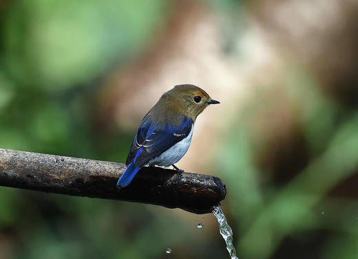 【云南百花岭】高黎贡山鸟类拍摄7天摄影团 商品图6