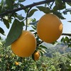【限量秒杀】正宗赣南脐橙高山果老树脐橙 10斤/20斤装 玲珑果（带箱）德邦快递  2025年赣南脐橙协会地标证明千万级绿萌机器选果非人工盲选（因为看不到果肉里面的品质和糖酸度比） 商品缩略图11