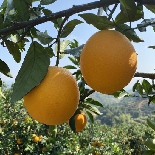 【限量秒杀】正宗赣南脐橙高山果老树脐橙 10斤/20斤装 玲珑果（带箱）德邦快递  2025年赣南脐橙协会地标证明千万级绿萌机器选果非人工盲选（因为看不到果肉里面的品质和糖酸度比） 商品图11