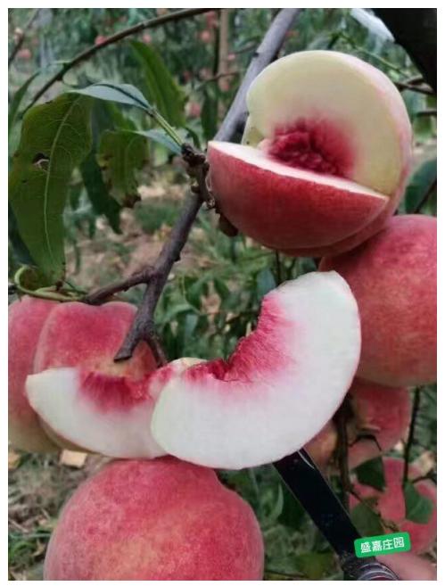 有机酵素冬雪绯蜜桃 甘甜多汁 清脆芳香 商品图1