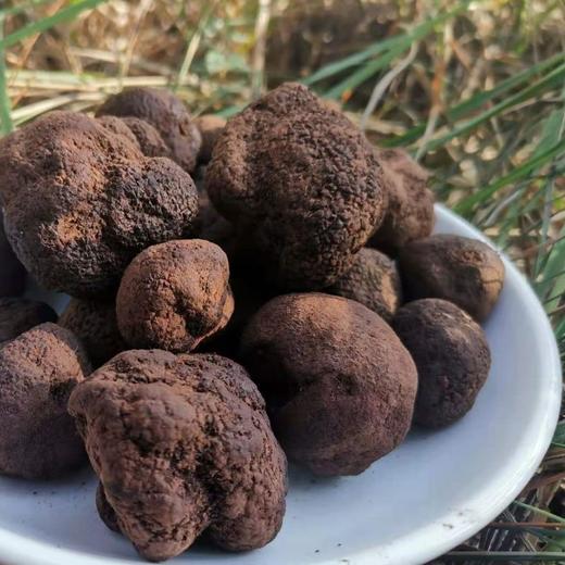鲜野生黑松露 ｜合作生产｜基地直发*Fresh black truffle 商品图0