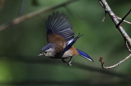 【云南百花岭】高黎贡山鸟类拍摄7天摄影团 商品图9