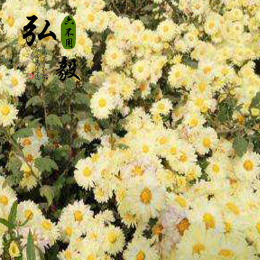 【弘毅六不用生态农场】六不用怀菊花 50克/份 商品图0