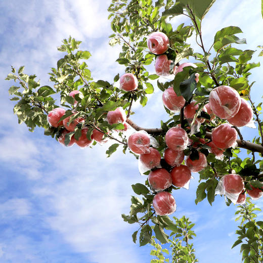 果园直销富硒红富士爆甜精品包装泡沫礼盒红富士新鲜苹果水果带箱9.5-10斤装偏远不发 商品图7
