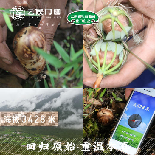 【云南特产】香格里拉野生  FD冻干松茸 25克【包邮】 商品图6