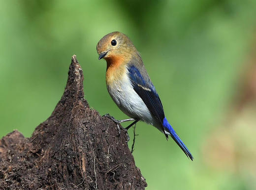 【云南百花岭】高黎贡山鸟类拍摄7天摄影团 商品图1