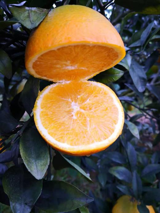 广西老树纽荷尔中大果脐橙 全国包邮 商品图4