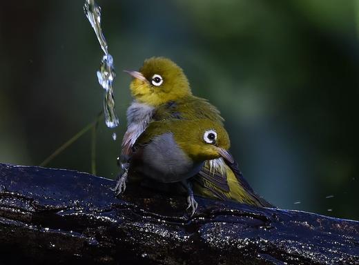 【云南百花岭】高黎贡山鸟类拍摄7天摄影团 商品图0