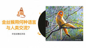 金丝猴用何种语言与人类交流？