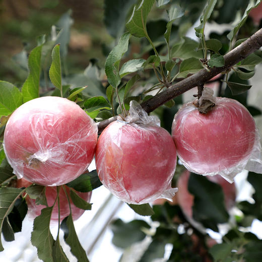 果园直销富硒红富士爆甜精品包装泡沫礼盒红富士新鲜苹果水果带箱9.5-10斤装偏远不发 商品图6