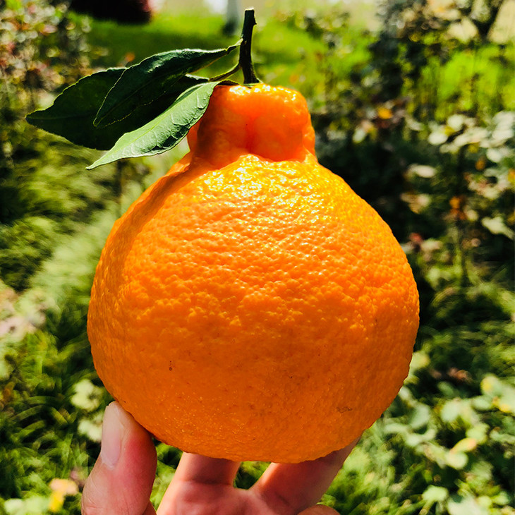 匠心极樱花版春见柔嫩多汁甜蜜回味非常有韵味的丑橘