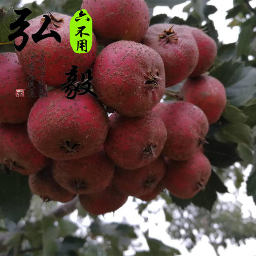 【弘毅六不用生态农场】六不用山楂干 山楂片 半斤/份 商品图2