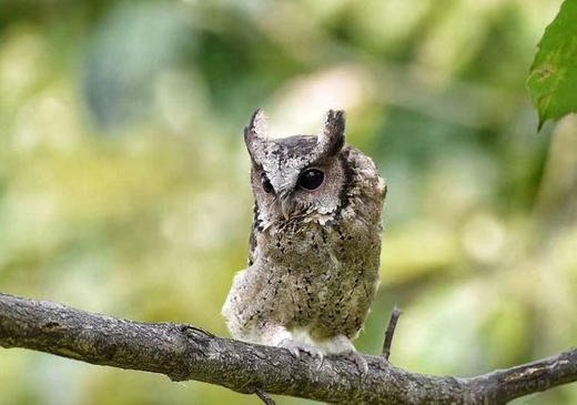 【云南百花岭】高黎贡山鸟类拍摄7天摄影团 商品图3