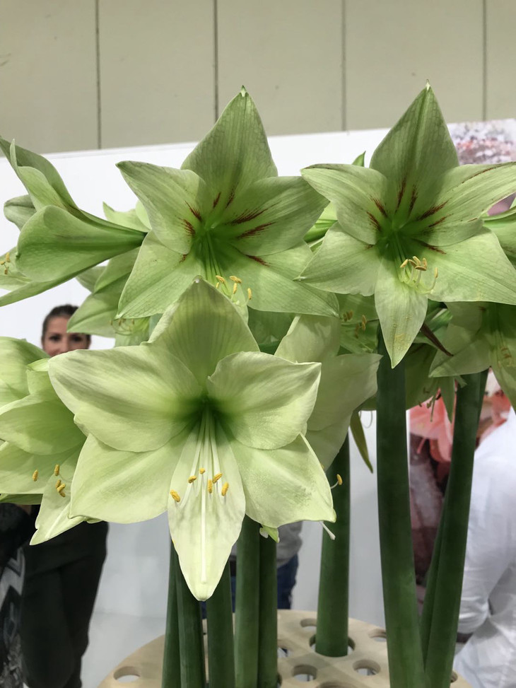 纯绿色的朱顶红还是比较少见的,小清新品种虽然大众接受度比较低,但是