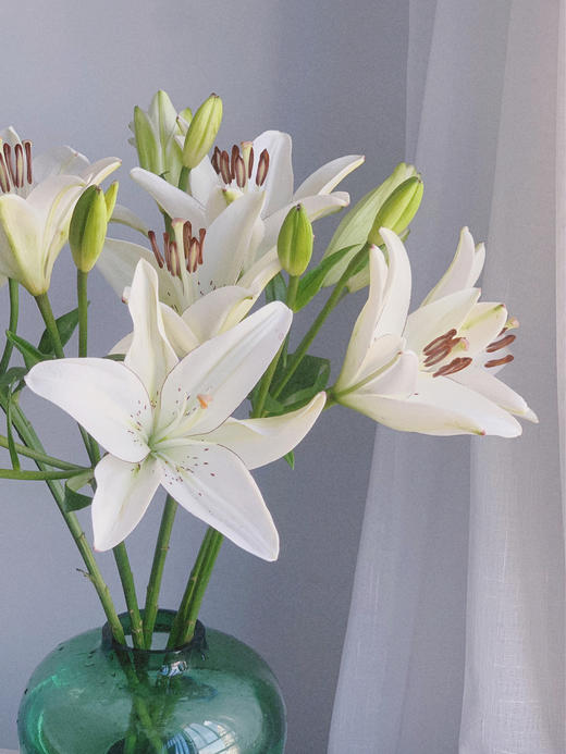 眼线百合【那些说星星亮的人，一定没有看过你的眼睛】简小姐精选 稀有网红新品白色多头亚百 眼线百合 2件包邮 下单72小时发货 商品图12