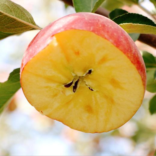 【新疆阿克苏冰糖心苹果】果肉细腻，肉质色泽略黄，咀嚼后果味浓郁、基本无残渣 商品图1