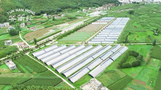 芸萳荭·阳光红颜草莓 250g/盒*4份  杜绝激素 人工除草 商品图5